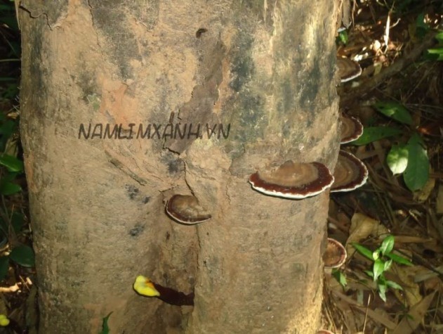 Nấm linh chi mọc trên thân cây lim đã chết ở rừng Suối Bùn, Tiên Phước (Quảng Nam).